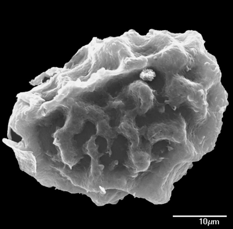 Dryopteridaceae Elaphoglossum edwallii