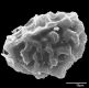 image of Elaphoglossum edwallii