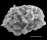 image of Elaphoglossum edwallii