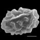 image of Elaphoglossum edwallii