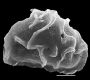 image of Elaphoglossum edwallii