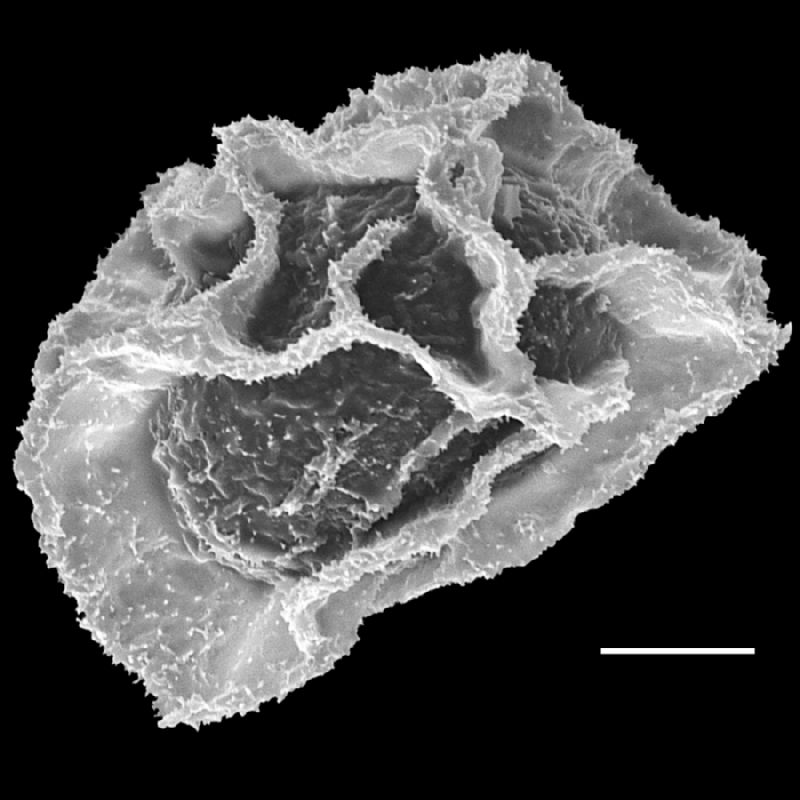 Lomariopsidaceae Bolbitis sinuata