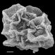 image of Teratophyllum aculeatum