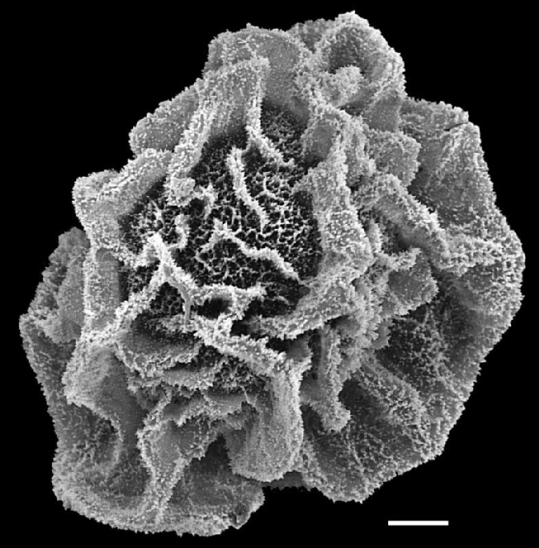 Lomariopsidaceae Teratophyllum aculeatum