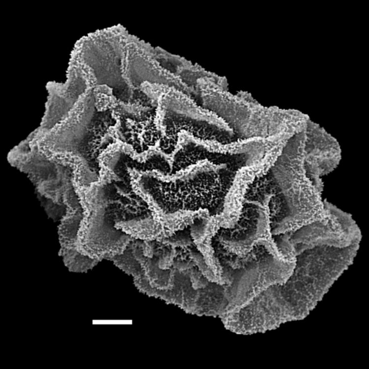Lomariopsidaceae Teratophyllum aculeatum