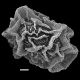 image of Teratophyllum aculeatum