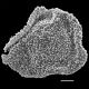 image of Arthrobotrya articulata