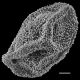 image of Arthrobotrya articulata