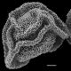image of Arthrobotrya articulata