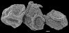 image of Arthrobotrya articulata