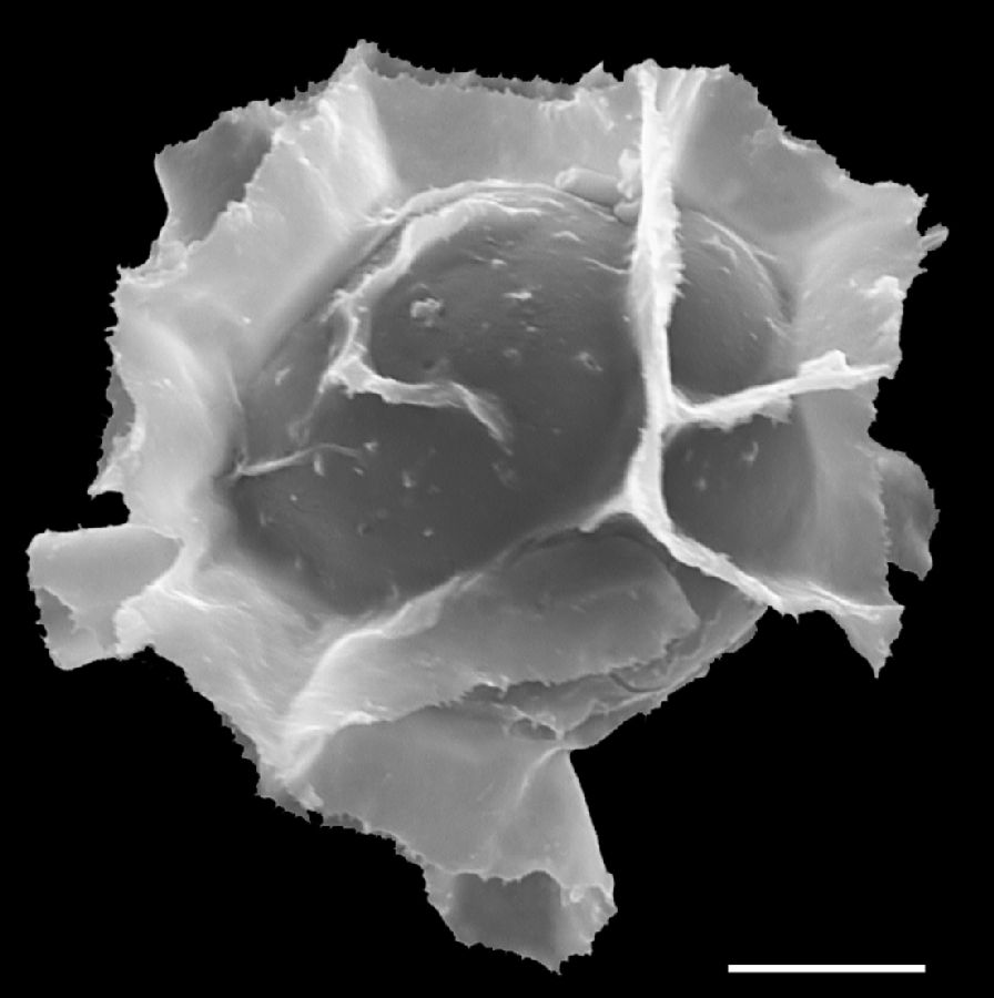 Lomariopsidaceae Mickelia nicotianifolia