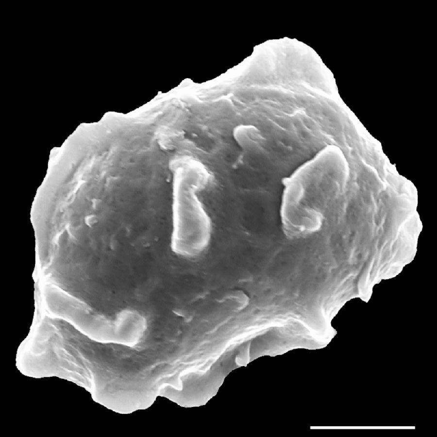 Dryopteridaceae Rumohra adiantiformis