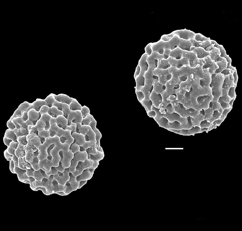 Lygodiaceae Lygodium microphyllum