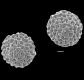 image of Lygodium microphyllum
