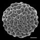 image of Lygodium microphyllum