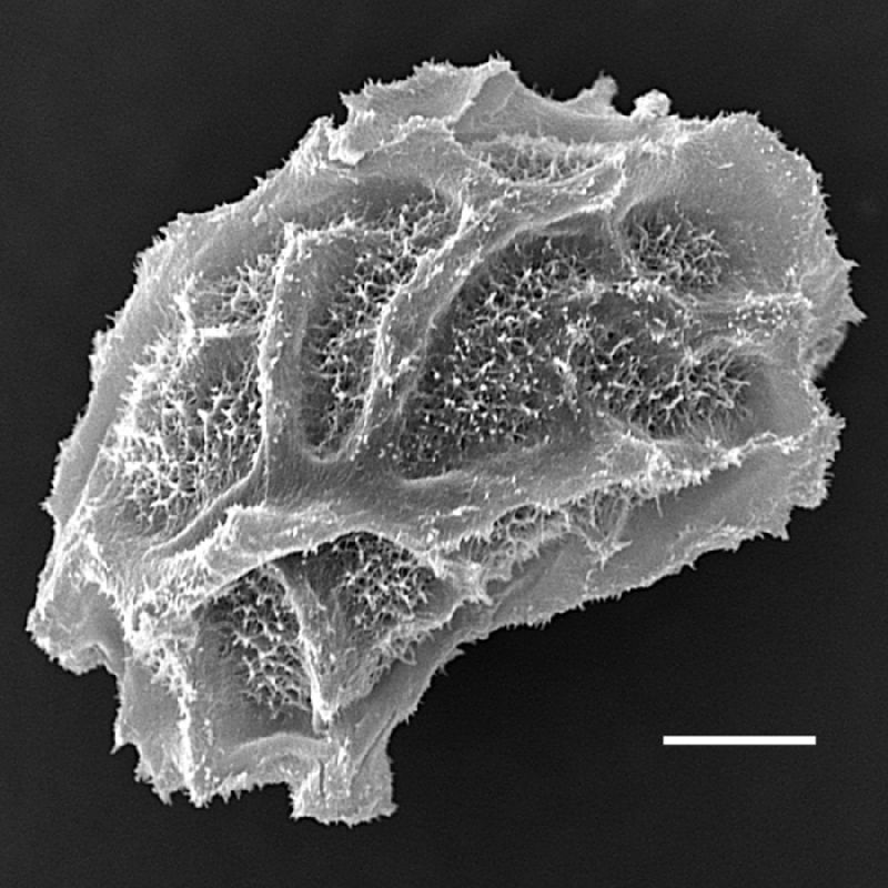 Tectariaceae Tectaria athyrioides