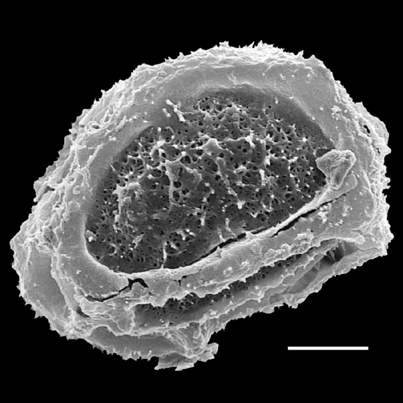 Tectariaceae Tectaria lizarzaburui