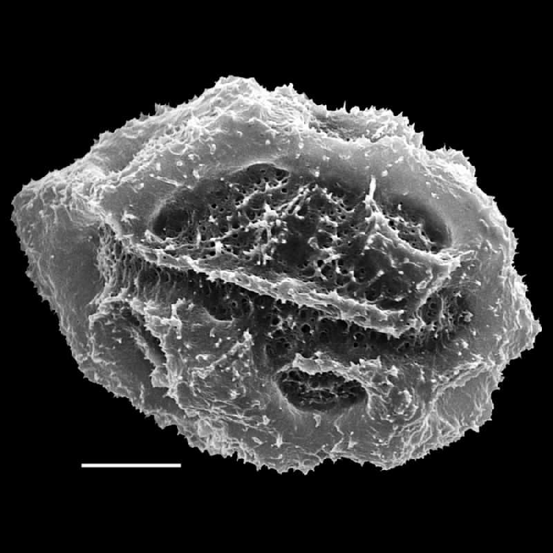 Tectariaceae Tectaria lizarzaburui