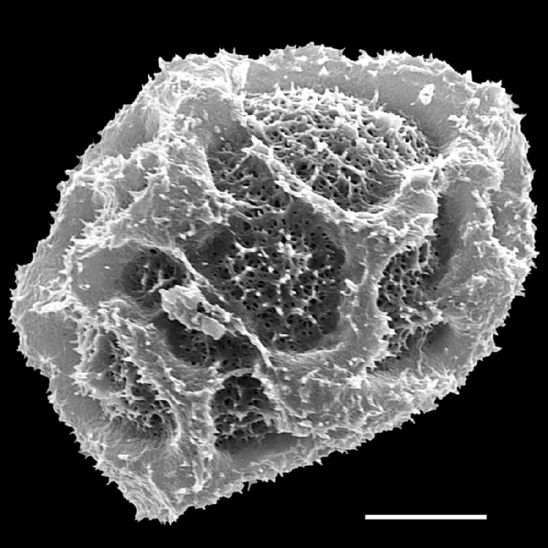 Tectariaceae Tectaria lizarzaburui