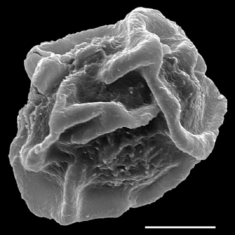Dryopteridaceae Cyrtomium macrophyllum