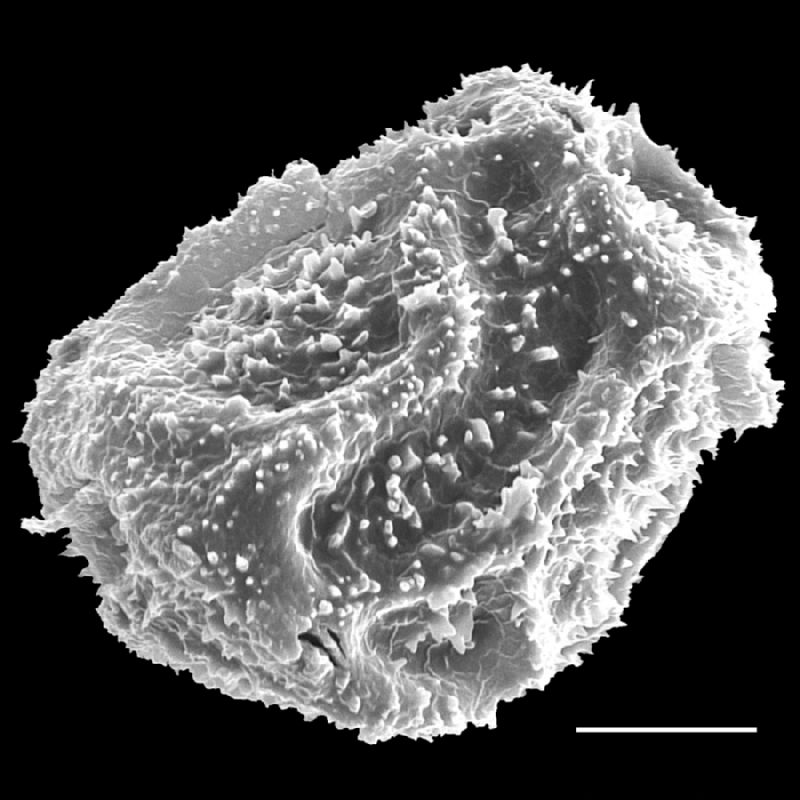 Tectariaceae Tectaria pilosa