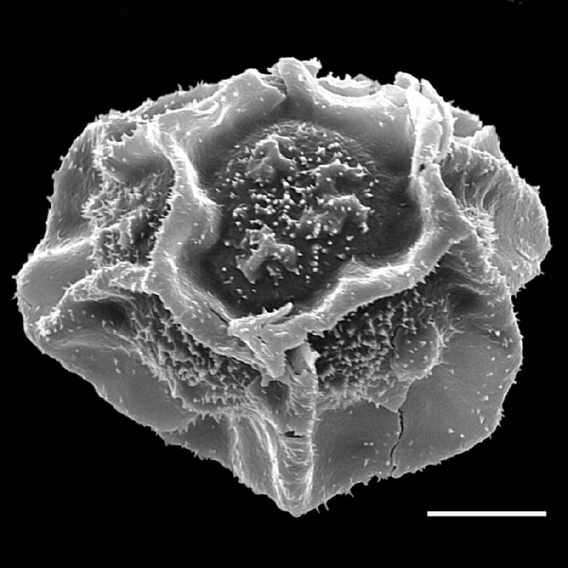 Tectariaceae Tectaria pilosa