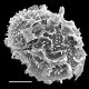 image of Tectaria pilosa