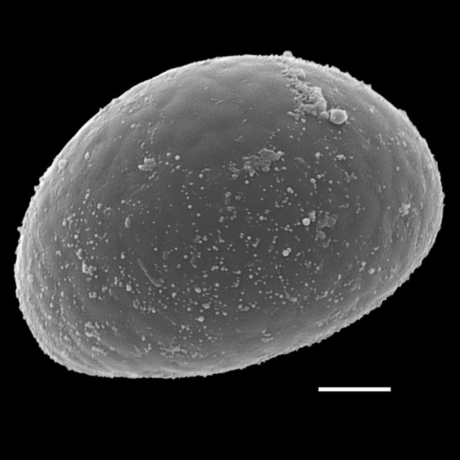 Polypodiaceae Campyloneurum sphenodes