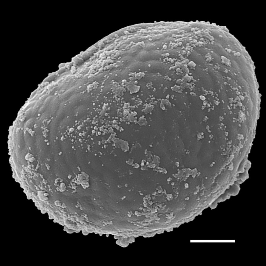 Polypodiaceae Campyloneurum inflatum