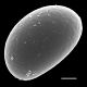image of Campyloneurum sphenodes