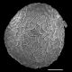 image of Selaginella rupestris