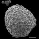 image of Selaginella rupestris