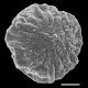image of Selaginella rupestris