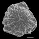 image of Selaginella rupestris