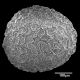 image of Selaginella rupestris