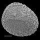 image of Selaginella rupestris