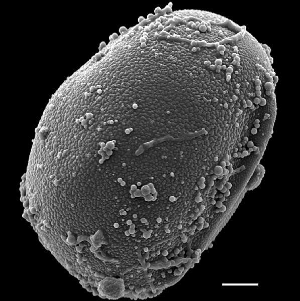 Schizaeaceae Schizaea fistulosa