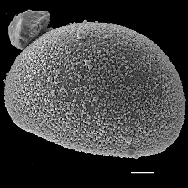 Schizaeaceae Schizaea pectinata