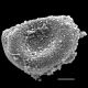 image of Schizaea sprucei