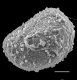 image of Schizaea sprucei