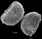 image of Schizaea sprucei