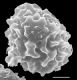 image of Elaphoglossum coursii