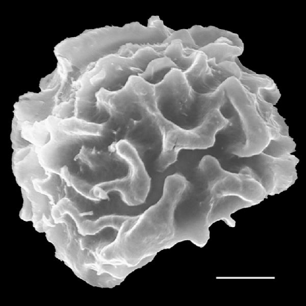 Dryopteridaceae Elaphoglossum coursii