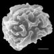 image of Elaphoglossum coursii