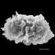 image of Elaphoglossum decaryanum