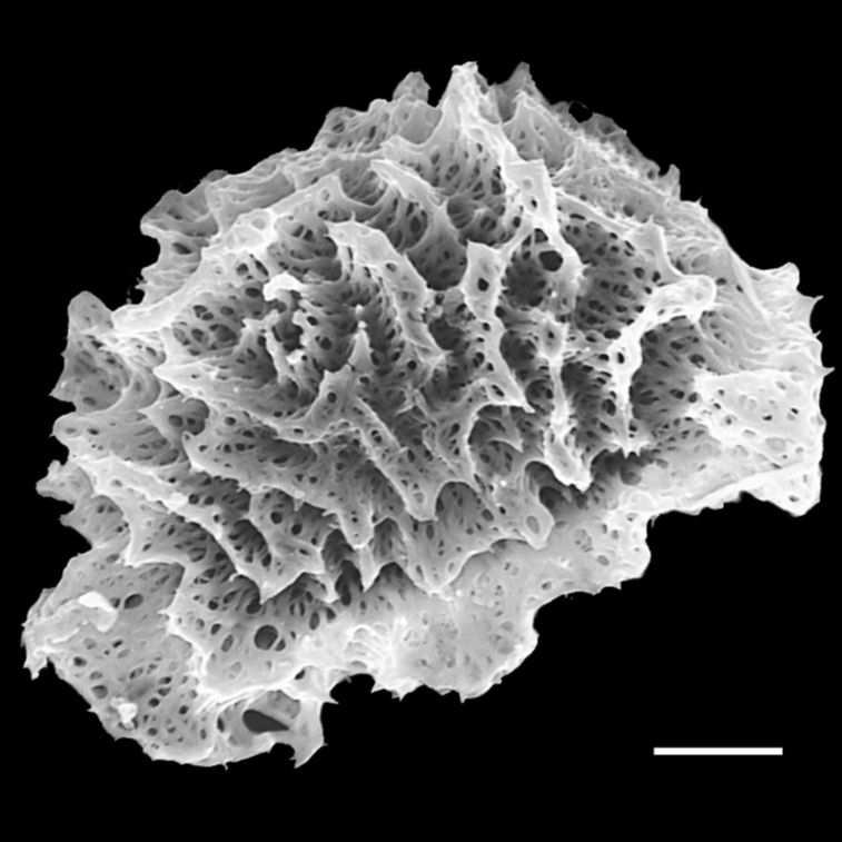 Dryopteridaceae Elaphoglossum decaryanum