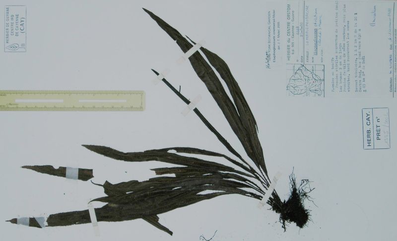 Dryopteridaceae Elaphoglossum cremersii
