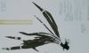 image of Elaphoglossum cremersii