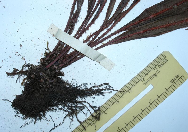 Dryopteridaceae Elaphoglossum cremersii