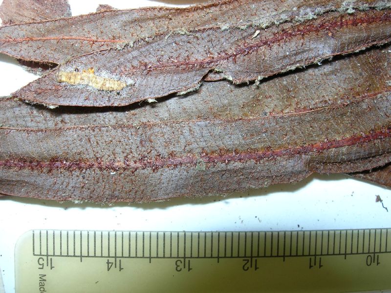 Dryopteridaceae Elaphoglossum cremersii